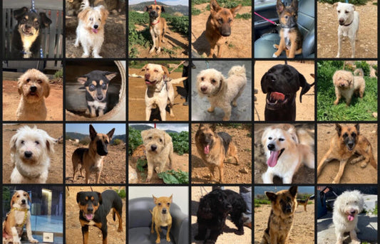 Pets in Lebanon, Love Hate Relationship