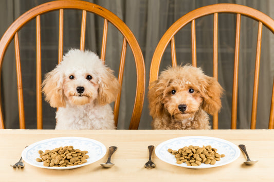 The Pawsitively Essential Guide: The Importance of Diet for Pets