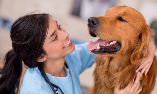 A Guide to Pearly Whites: Steps for Taking Care of Your Dog's Teeth