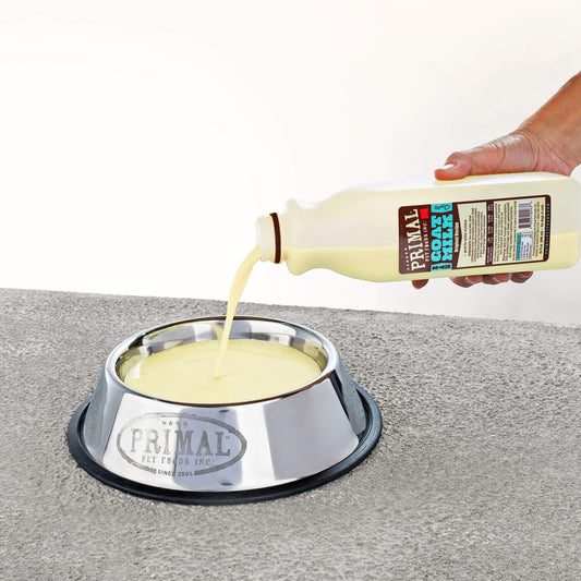 Canine Cuisine: 12 Human Foods That Are Good for Your Dog