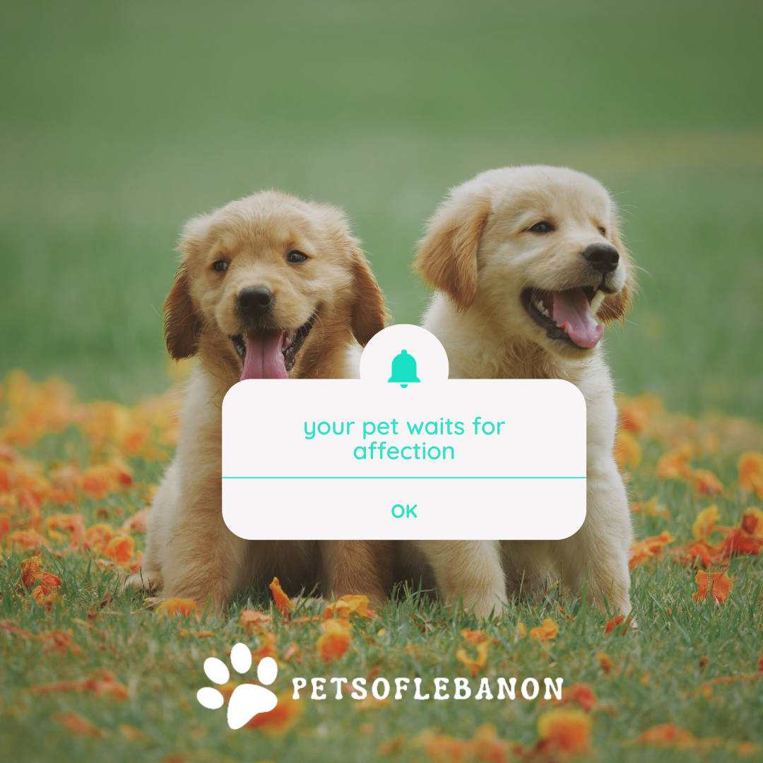 petsoflebanon